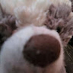 Meet your Posher, Bear